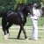 Welsh_Cob_Promotiedag_2012